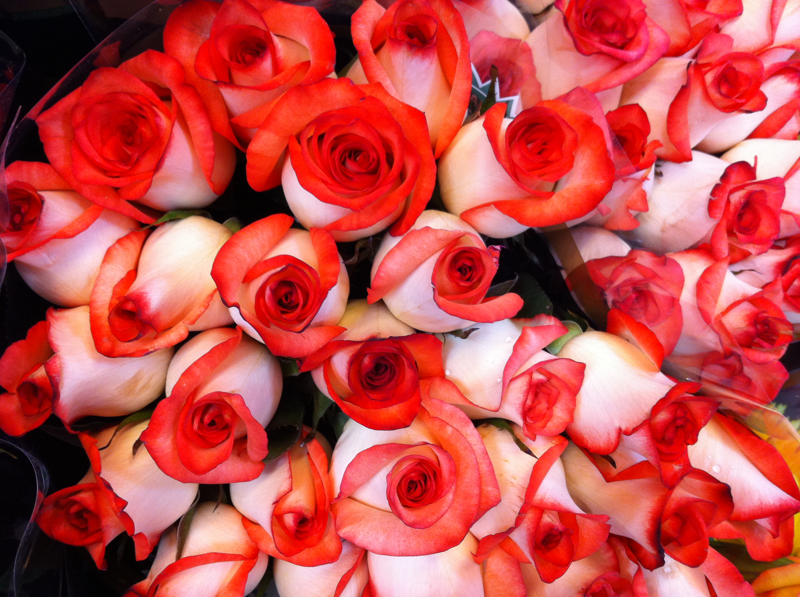 red tipped roses