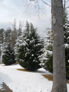 Snow on the cypress trees